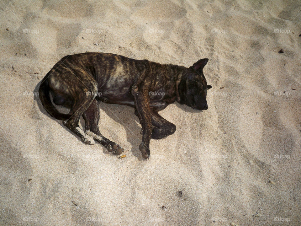 dog sleep sand and dust dream