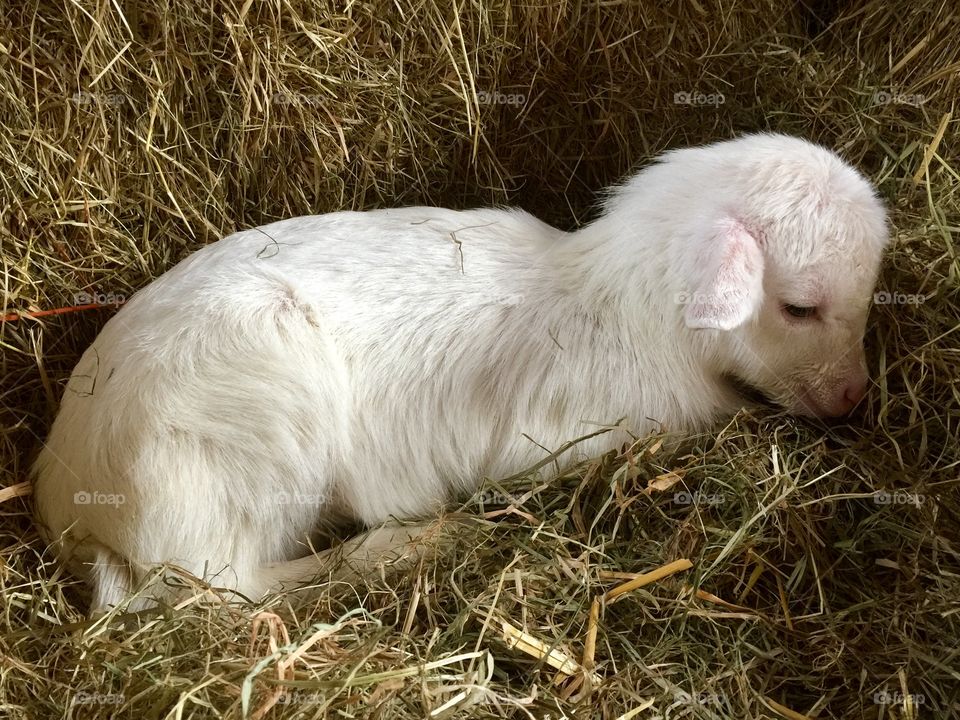 Just born lamb