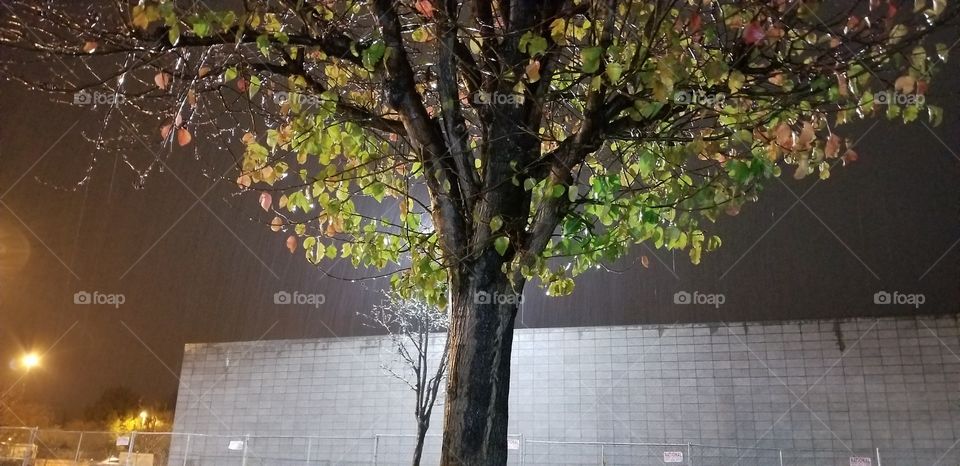 Tree lit by light on rainy night