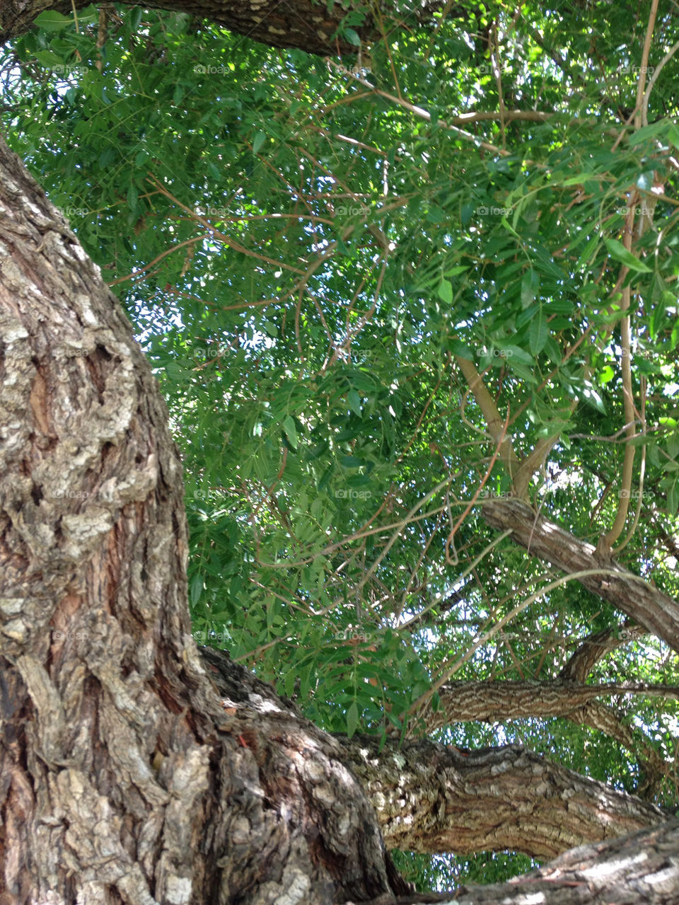 green summer tree leaves by alasdair