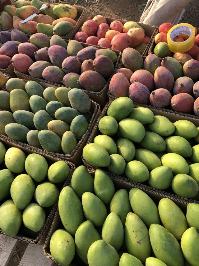 Mango season