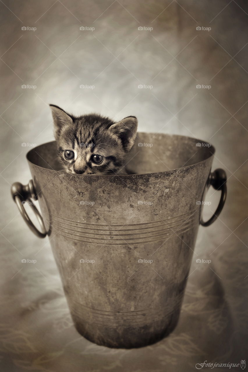 Kitten in a bucket