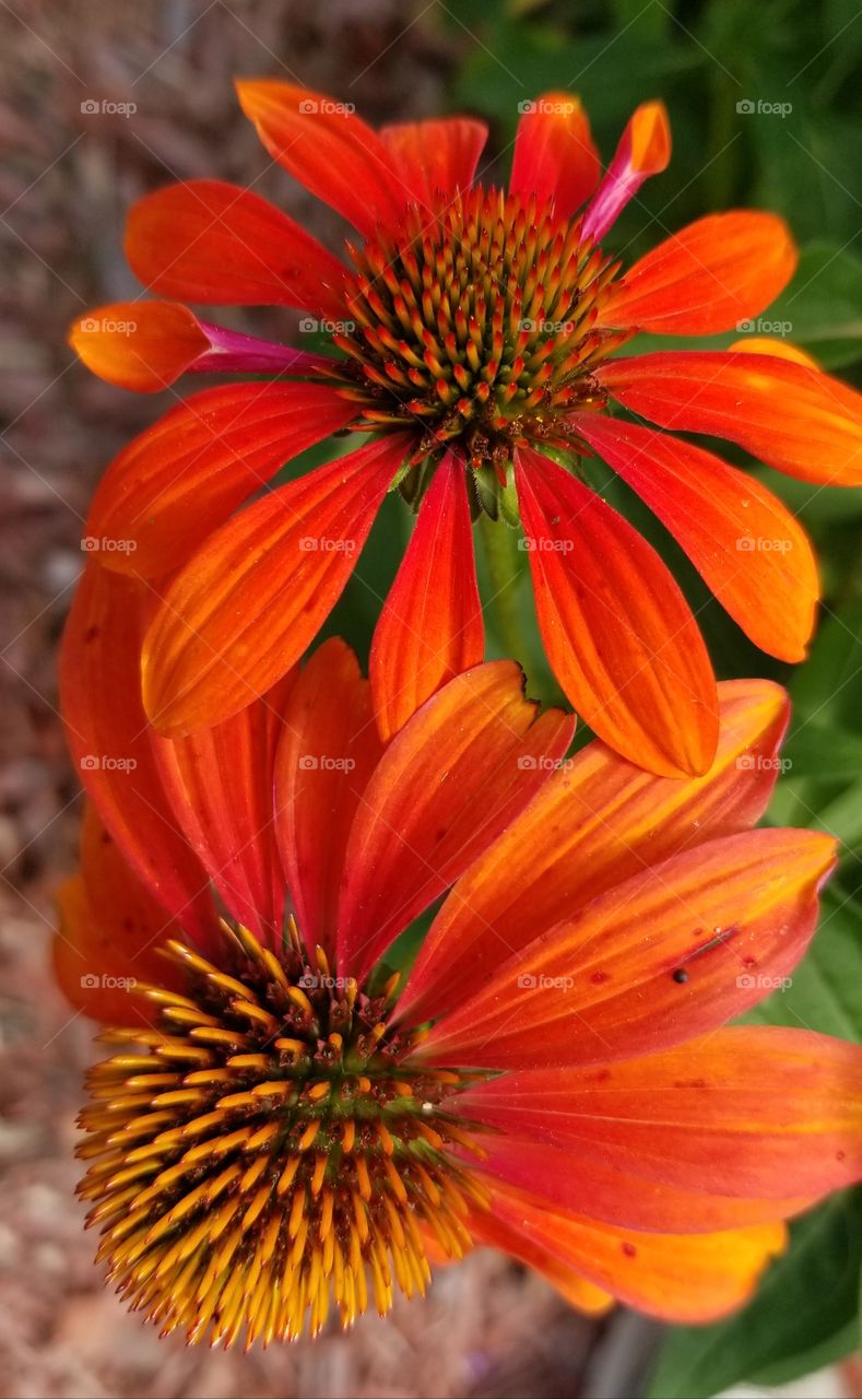 Beautiful Orange cone flower's