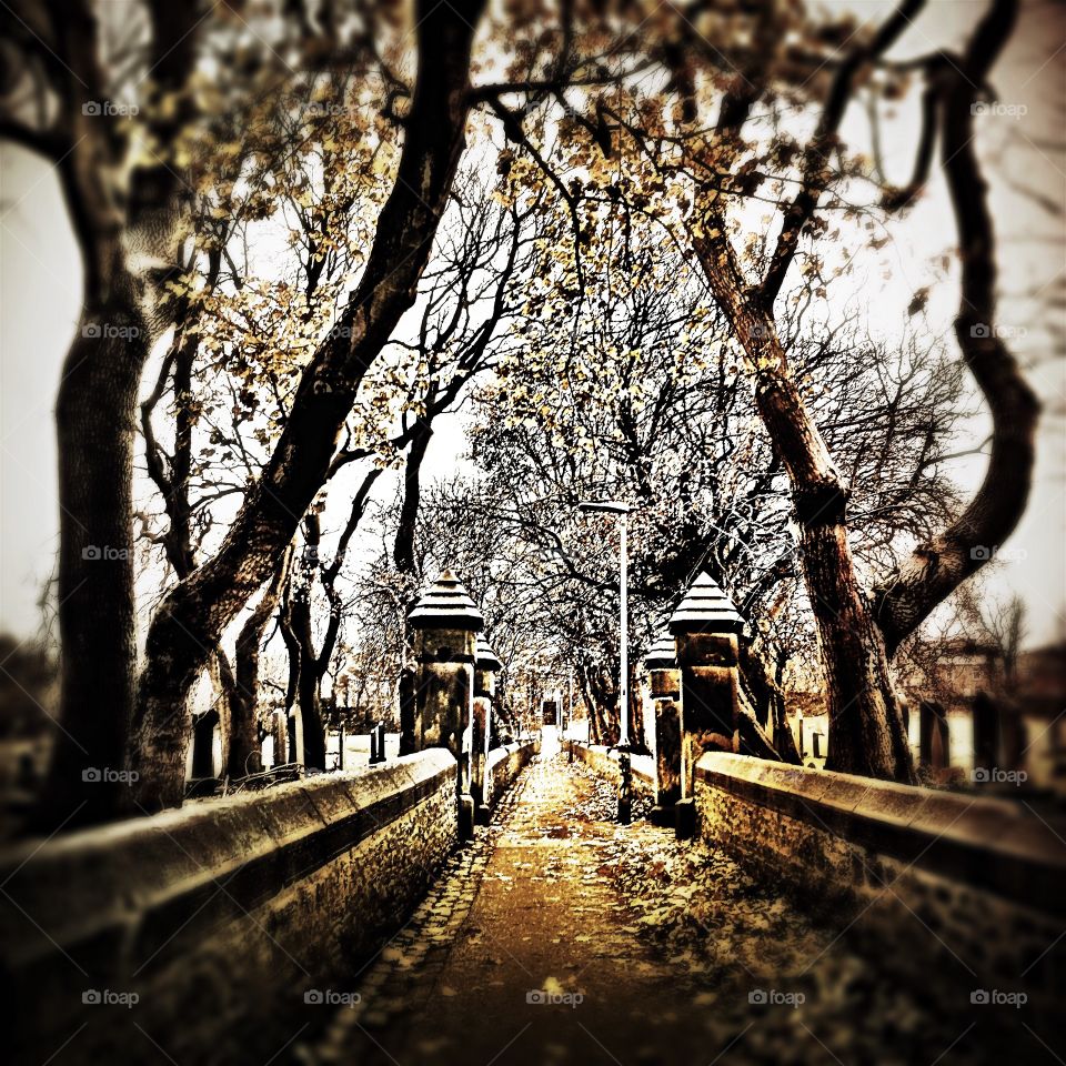 Serene walk through cemetery
