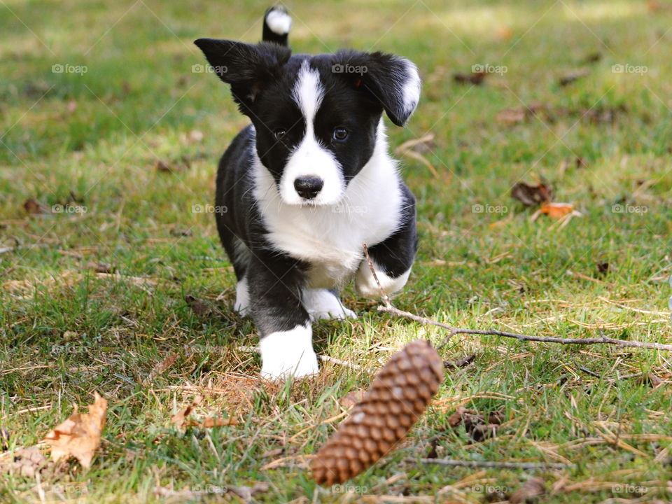 Animal, Cute, Mammal, Grass, Dog