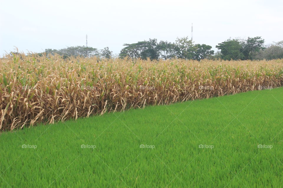 Rice paddy and corn field.