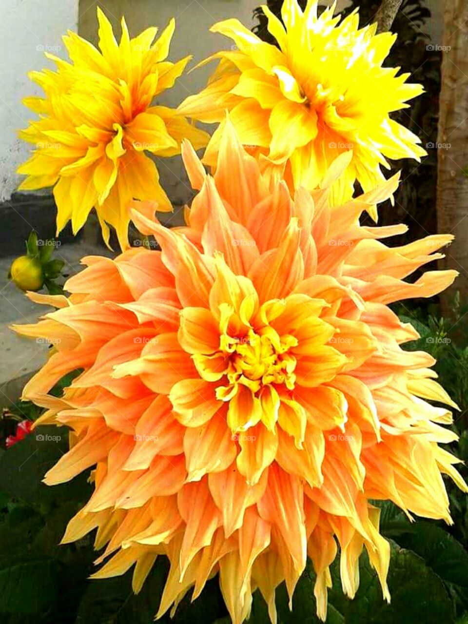 Dallia or Dahlia is a sunflower total, a bipedal plant. Its distribution center is in Mexico and Central America. Dallia plants are planted to increase the sap of gardens due to colorful flowers. In memory of a Swedish tree plant named 'Dahl', Linus