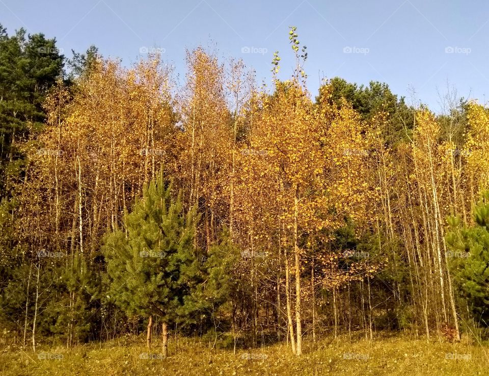 autumn golden trees forest landscape