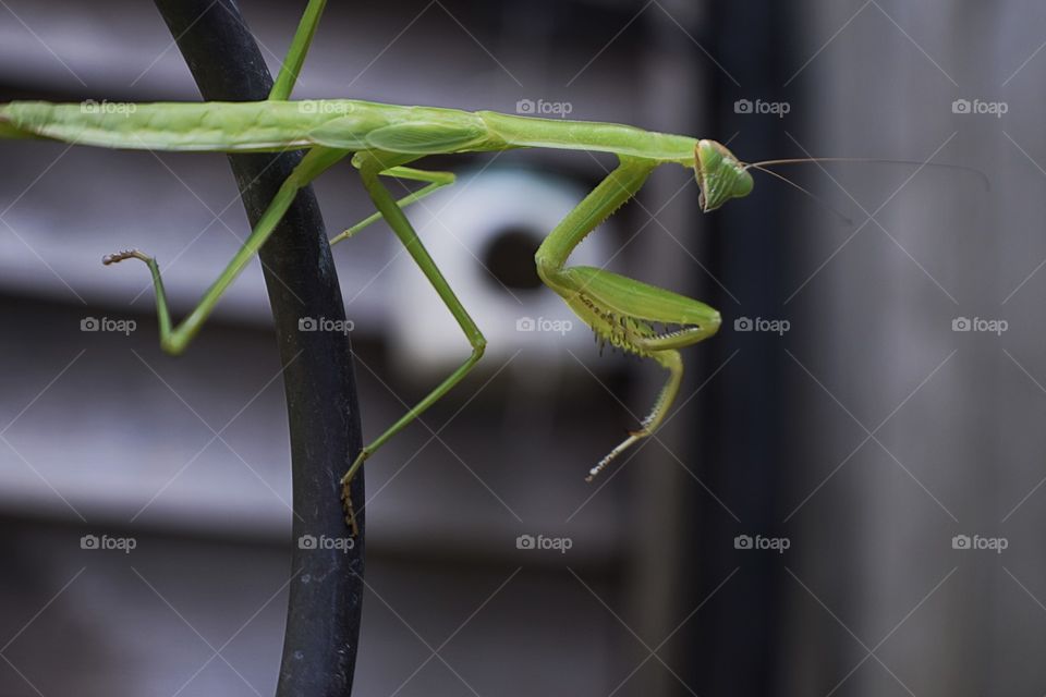 Hanging praying mantis