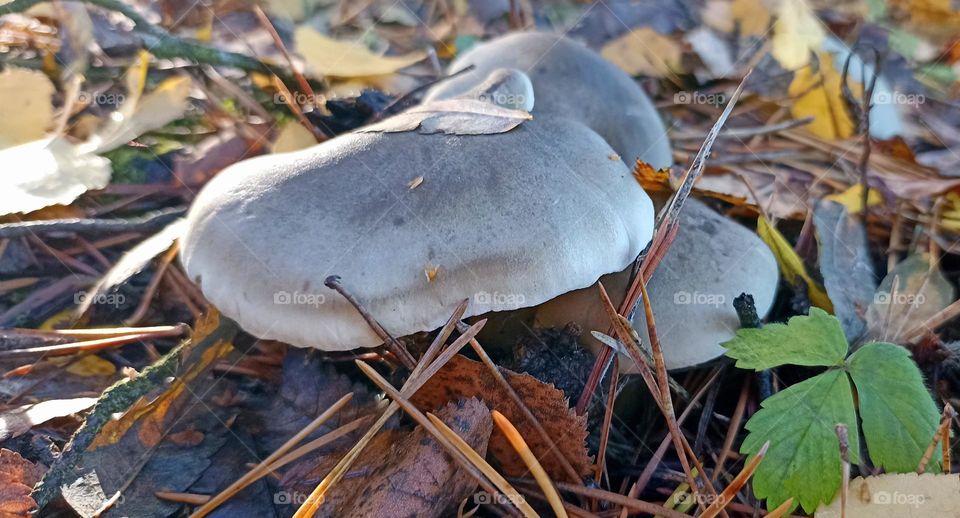 beautiful mistic mushrooms autumn time