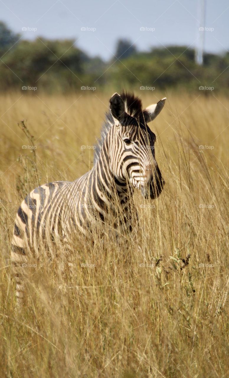 A zebra in the long grass 