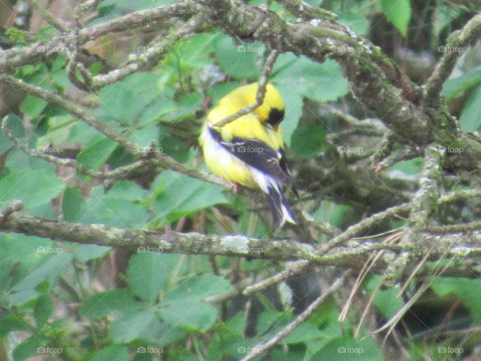 Goldfinch preening