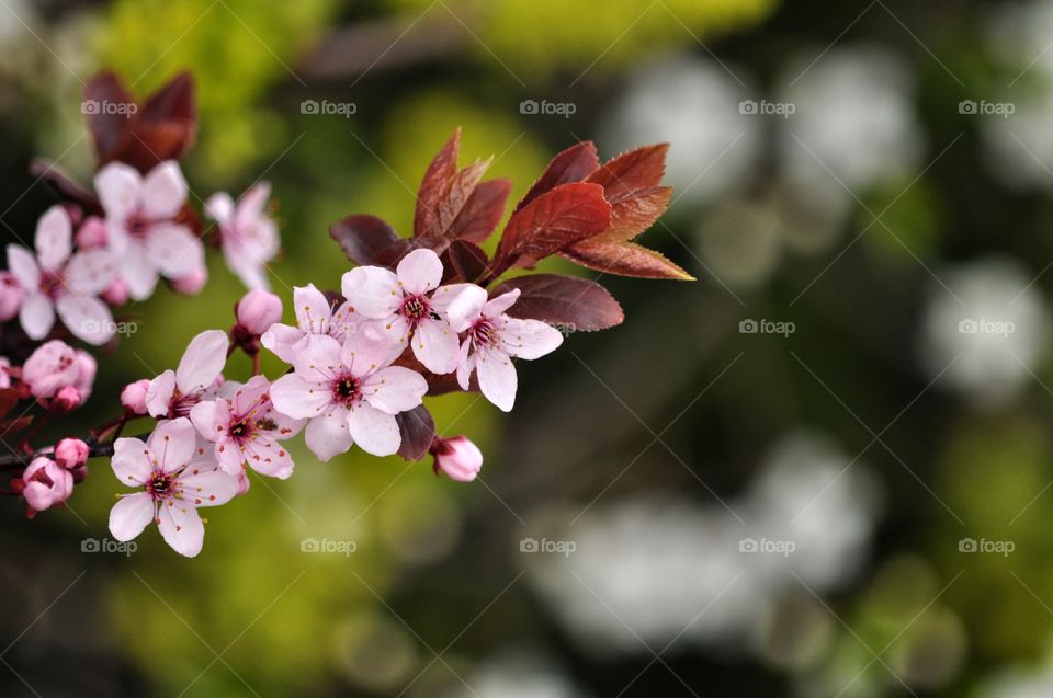 Flower, Nature, Flora, Garden, Tree