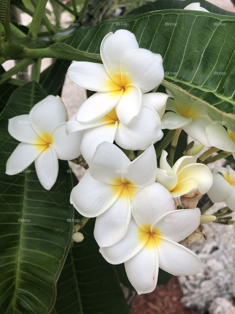 Plumerias in bloom 