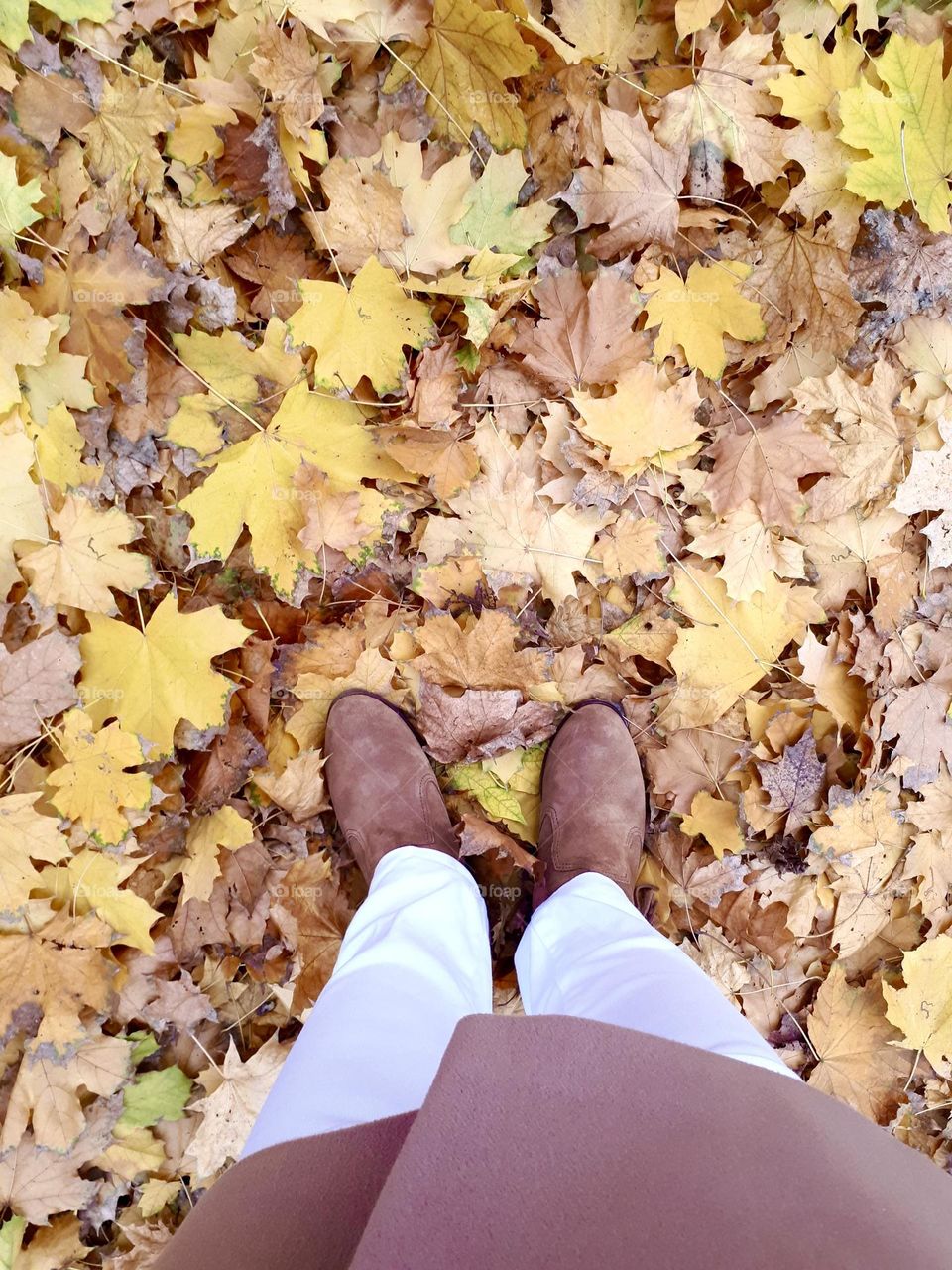 Autumn leaves on the ground with women’s brown shoes, top view 