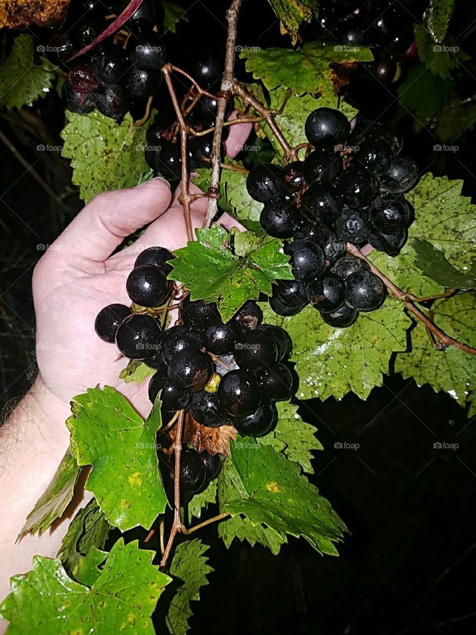 Grapes From Grape Vineyard