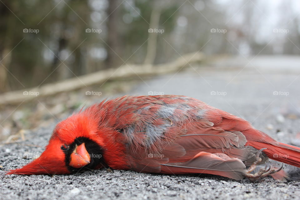 Dead cardinal