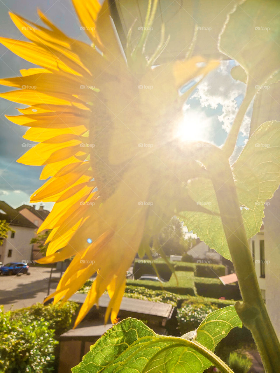 Sunflower at my Balcony