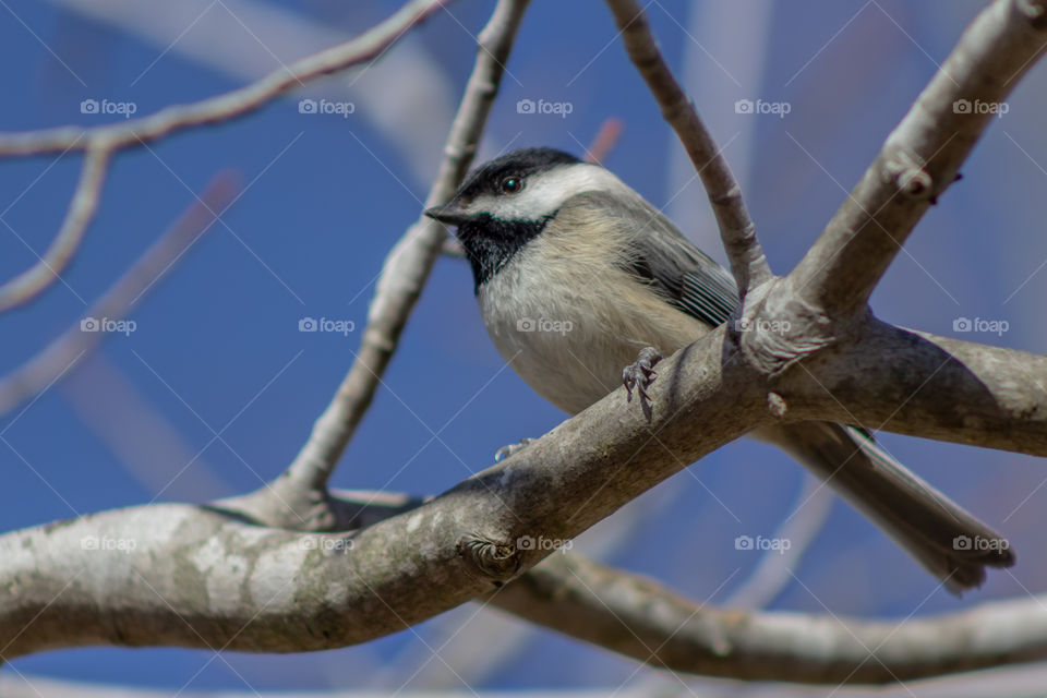 Little bird, setting on a tree branch.  Enjoying the warmth of the sun.