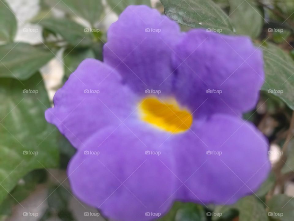 full bloom butter cup flower with it's softness and fragrance