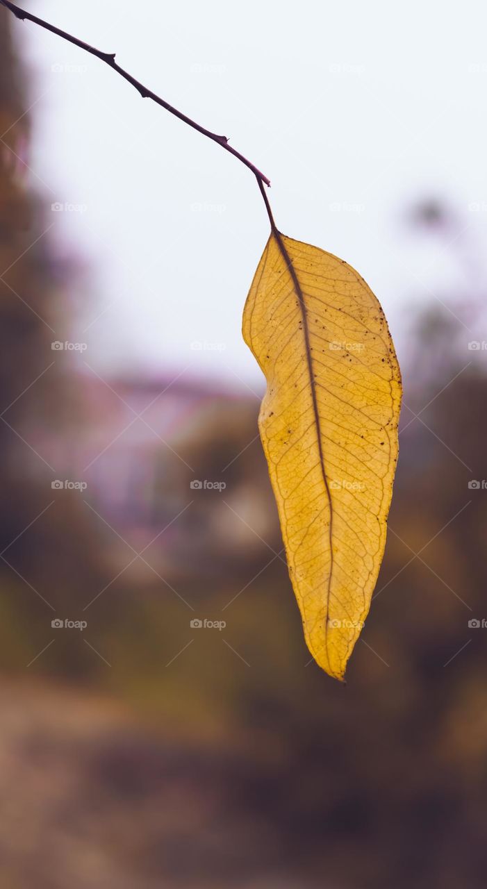 seasonal color of leaves