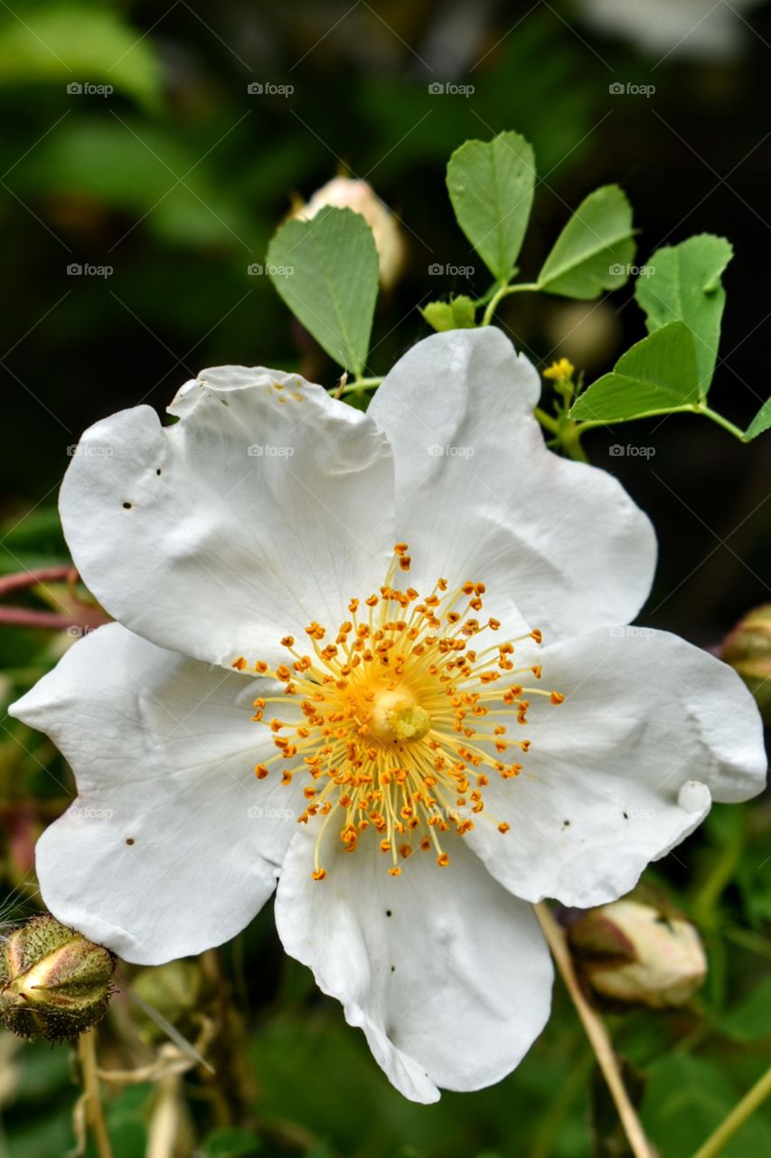 white flower portrait