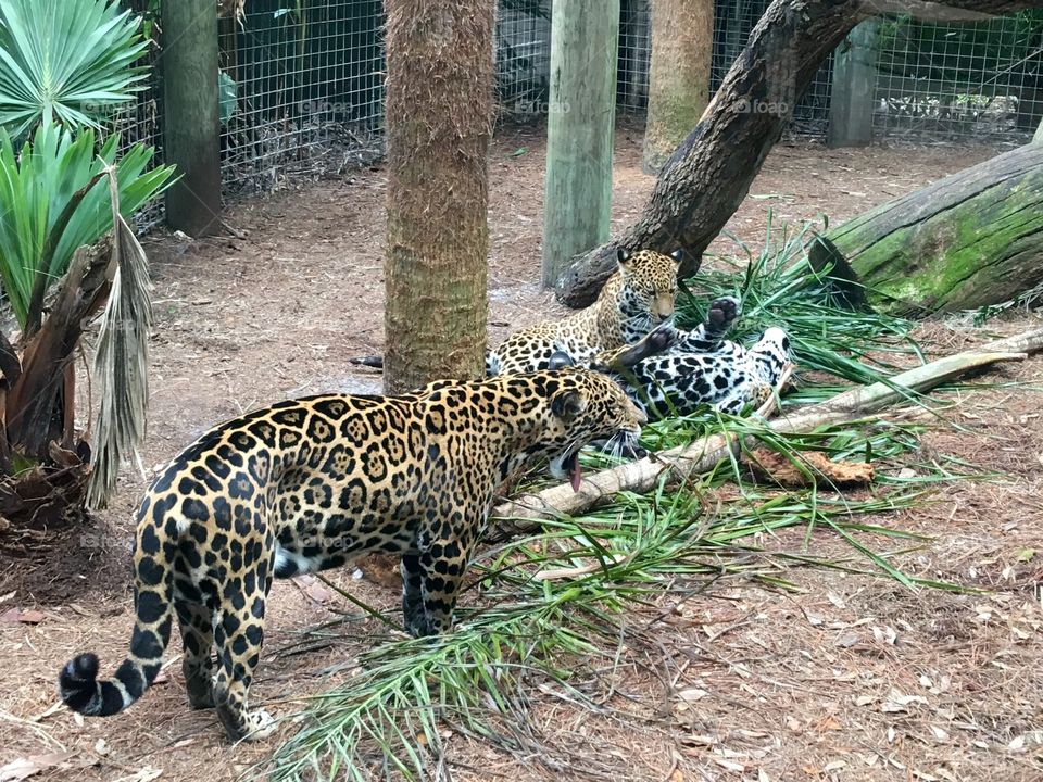 Playing Jaguars 