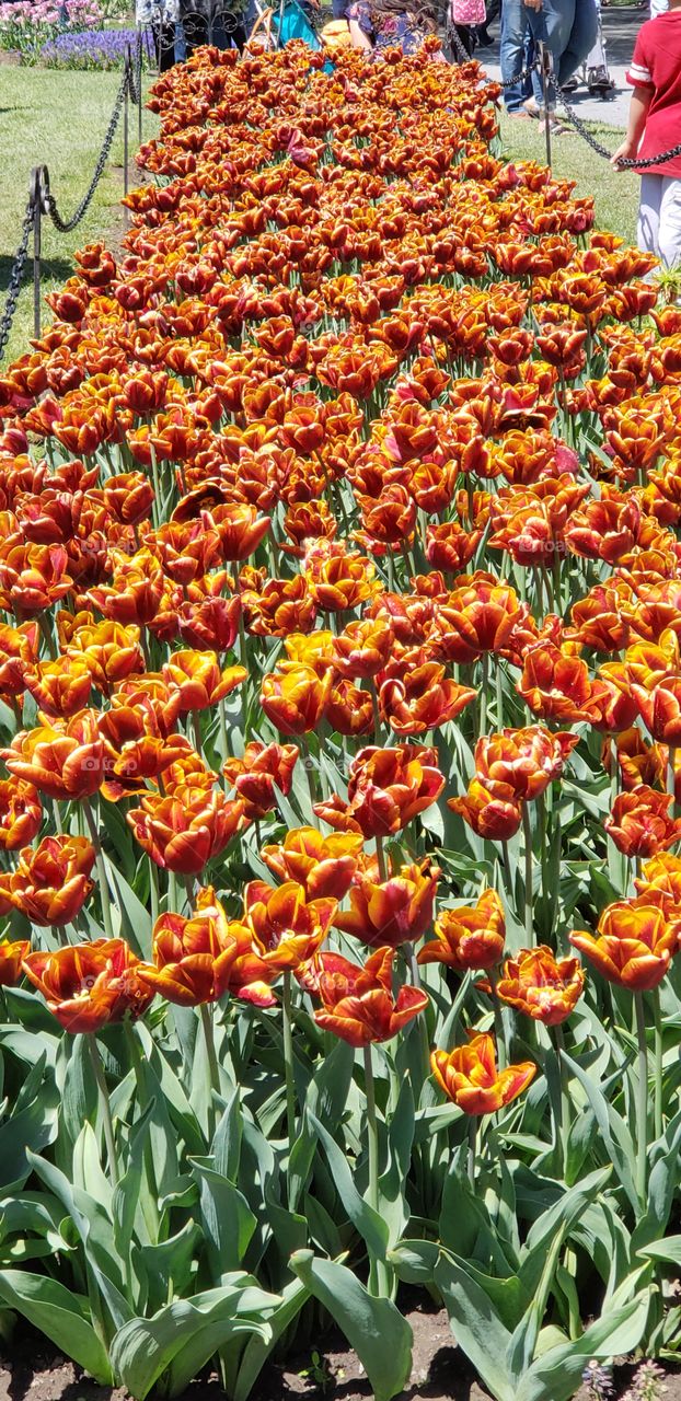 Rows of vibrant tulips  !