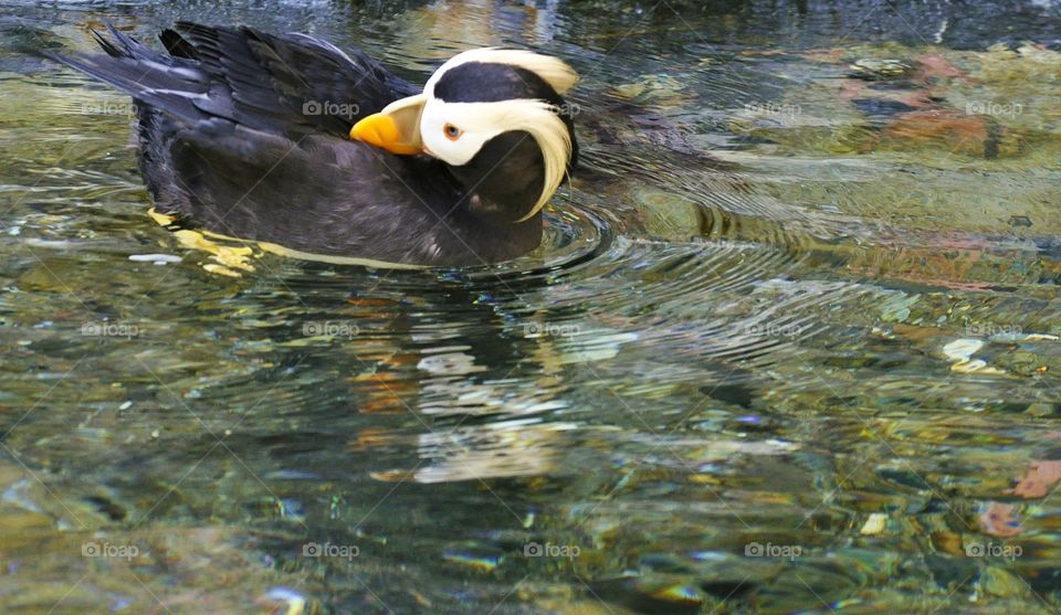 Puffin float on water