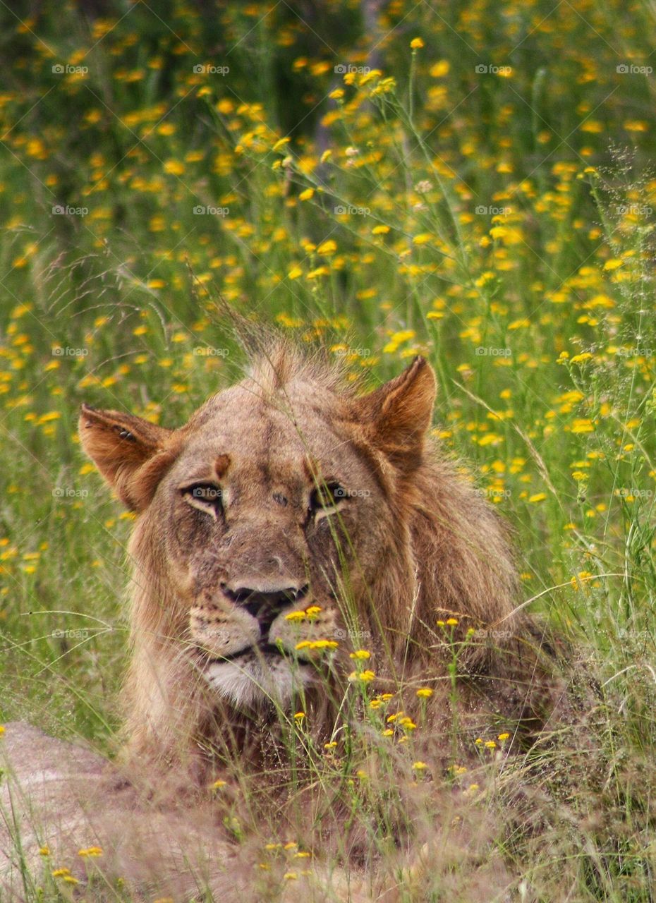 young male lion