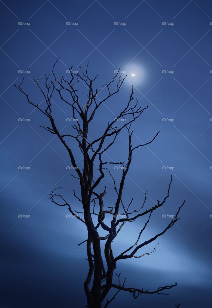 Old tree and the moon 