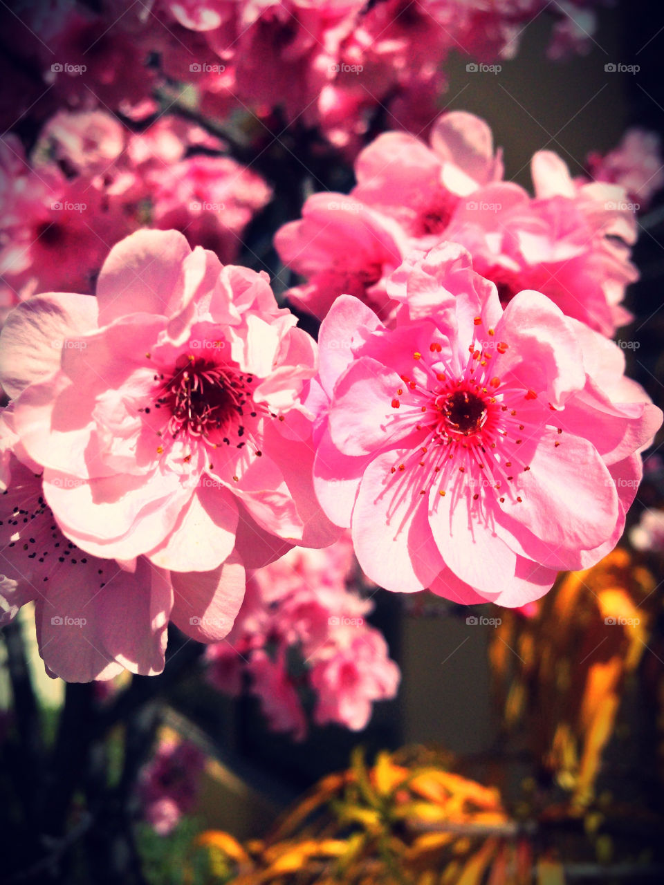 Flower, No Person, Nature, Garden, Flora