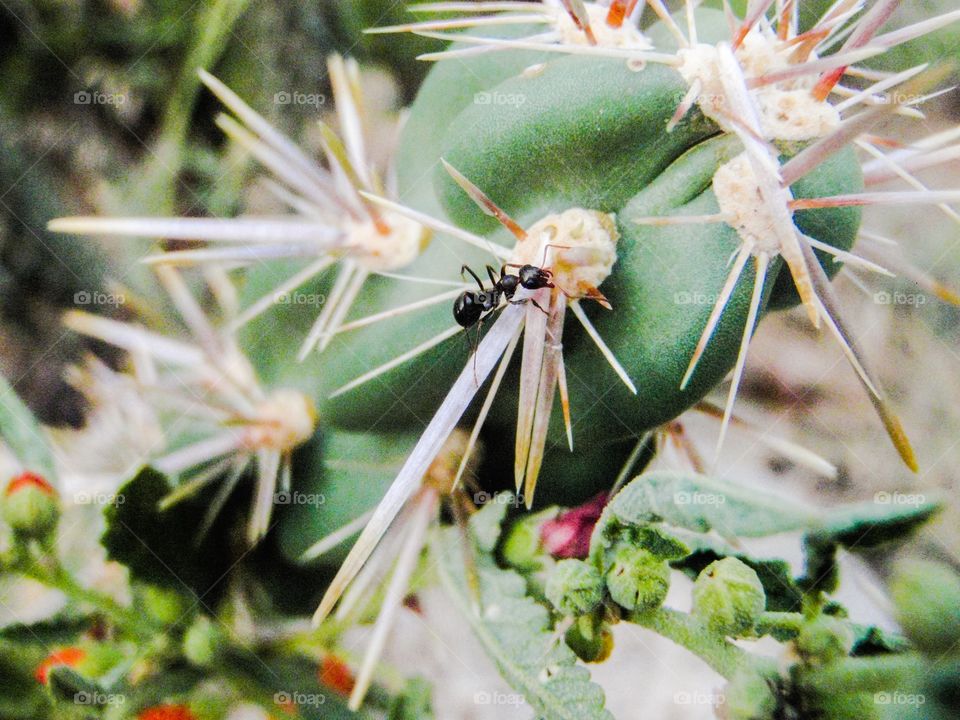 Ant on a cactus