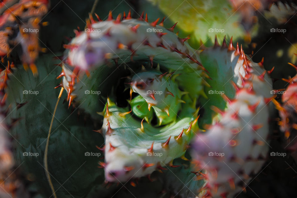 Cactus up close