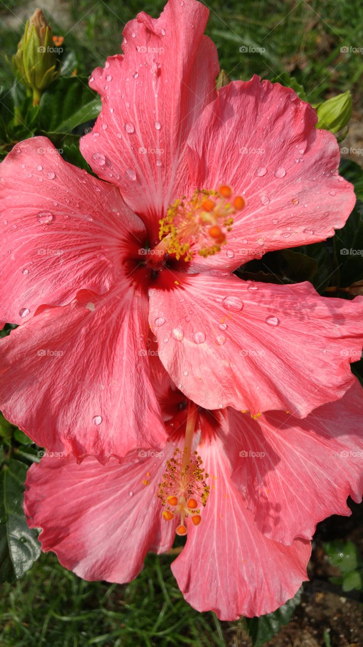 Water drops on hibiscus