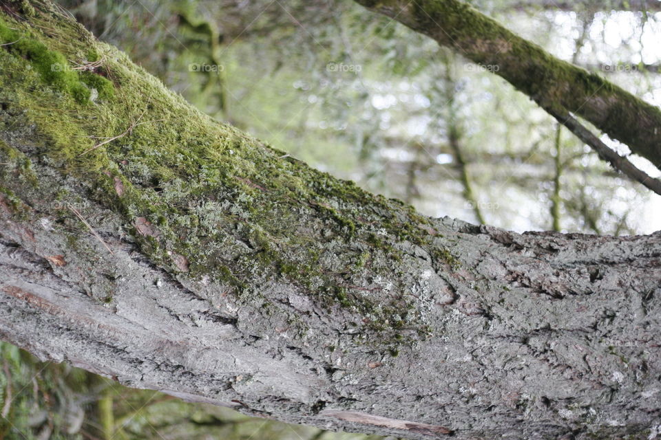 moss on a fallen log