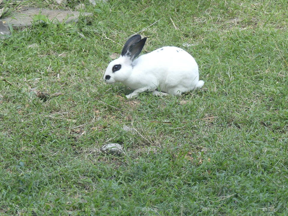 my rabbit
