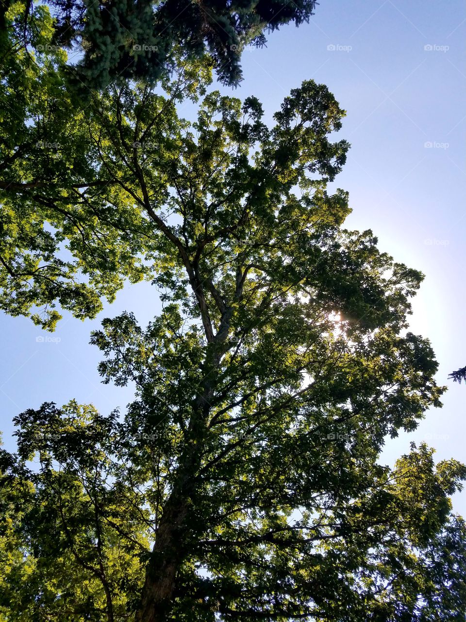 Morning sunlight through the tree tops