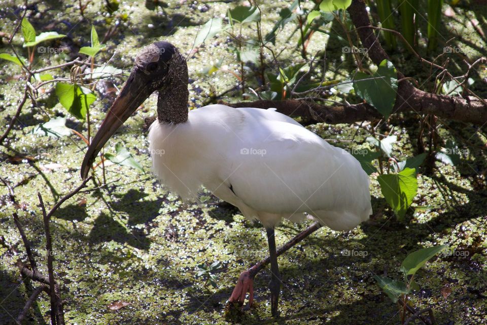 Stork