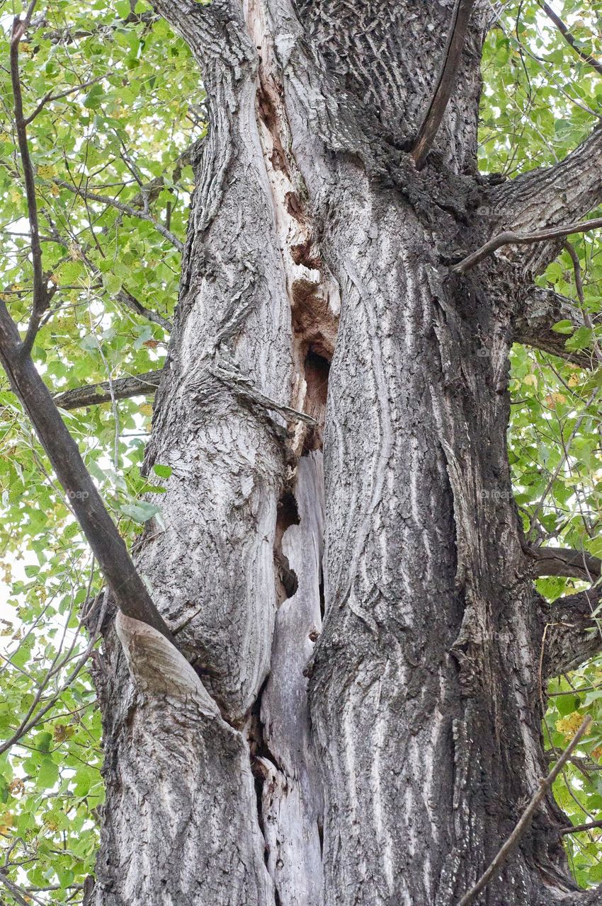 tree trunk (alamo) holed by woodpeckers.