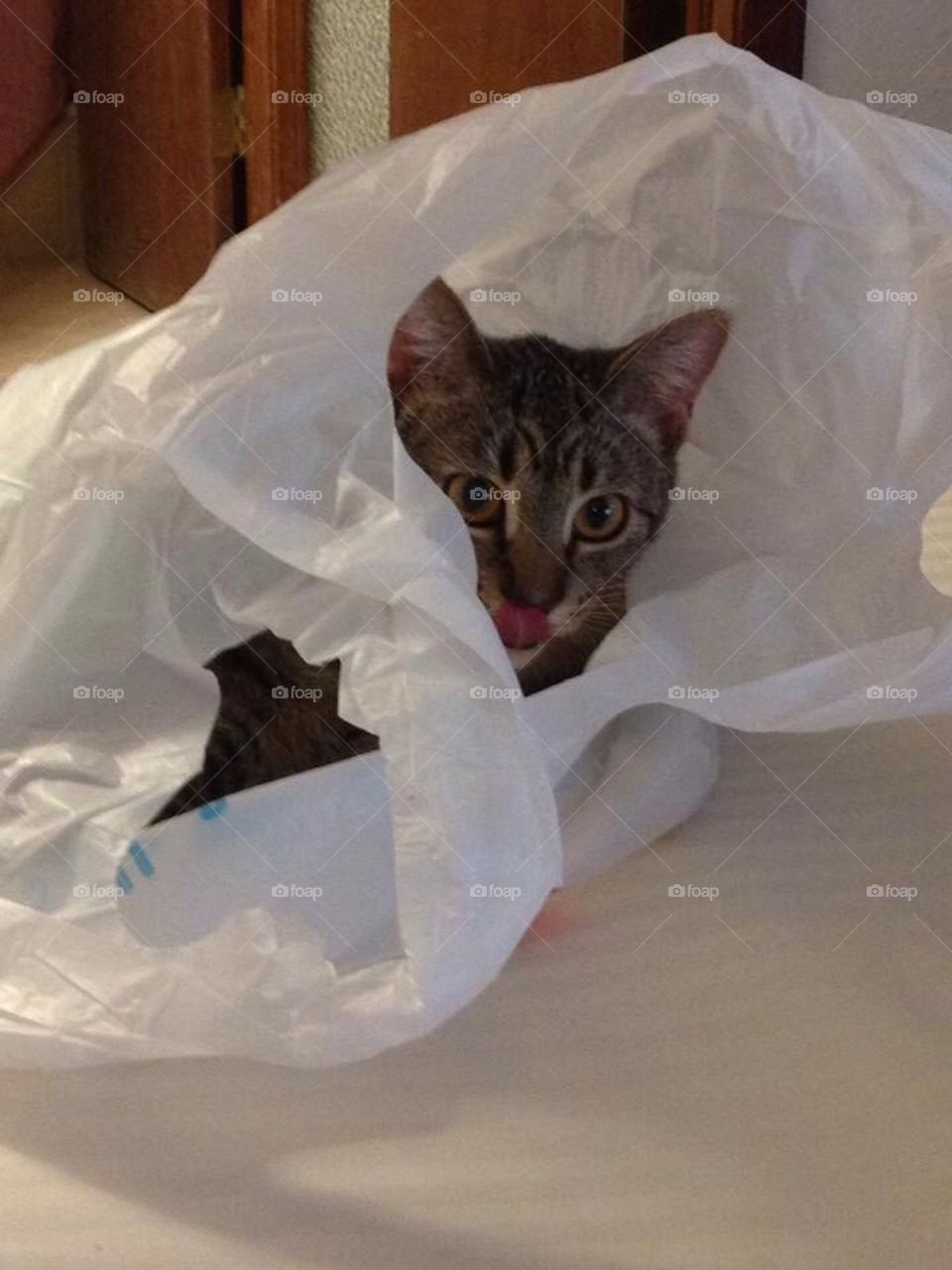 Cat in the Bag