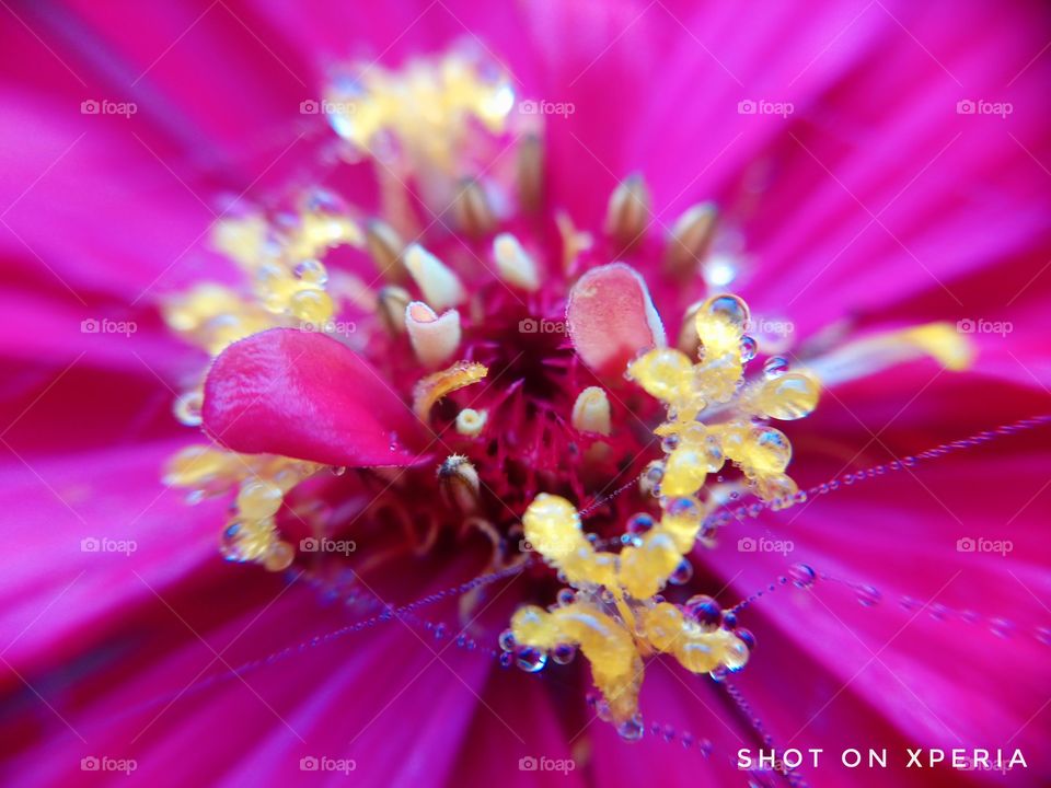 Drops on flower 🌸