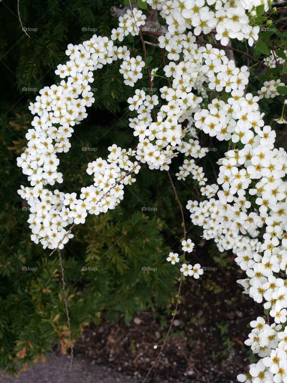 White - yellow flowers