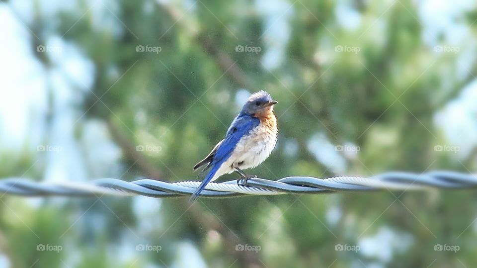 Bluebird on Wire