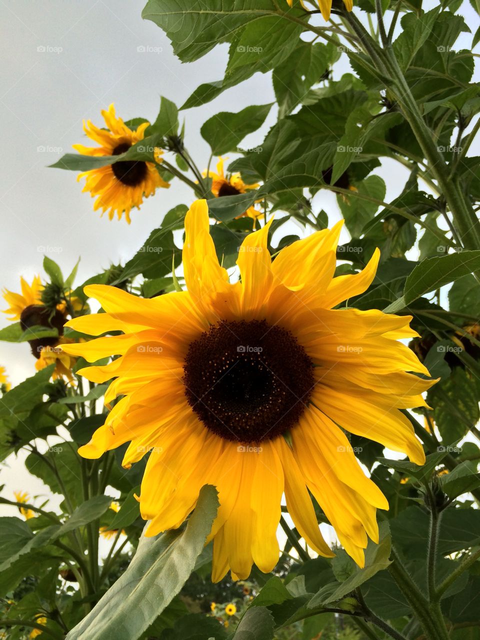 Sunflowers. Bagsvaerd, Denmark, summer 2014