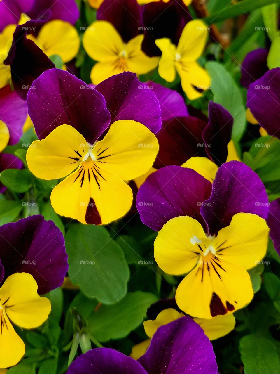 A cluster of purple and yellow pansies