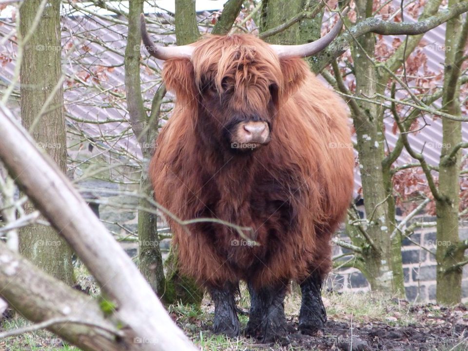 Bull in a field