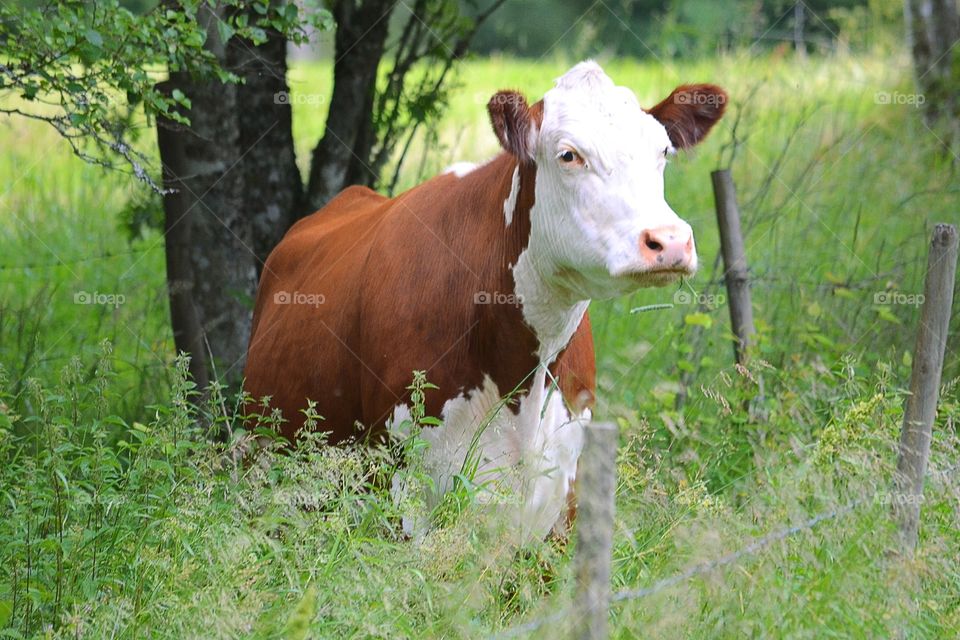 Cow