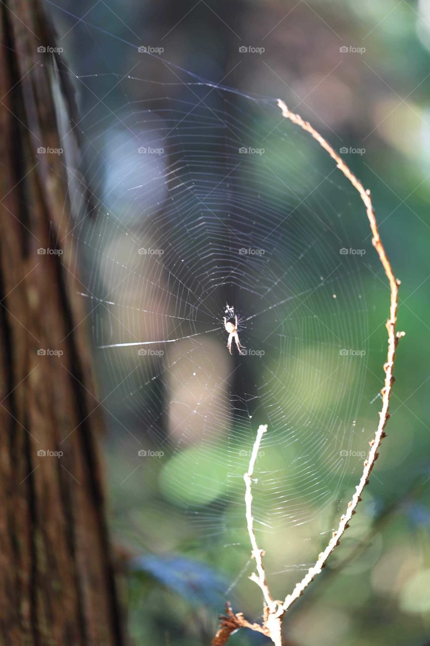Spider Web