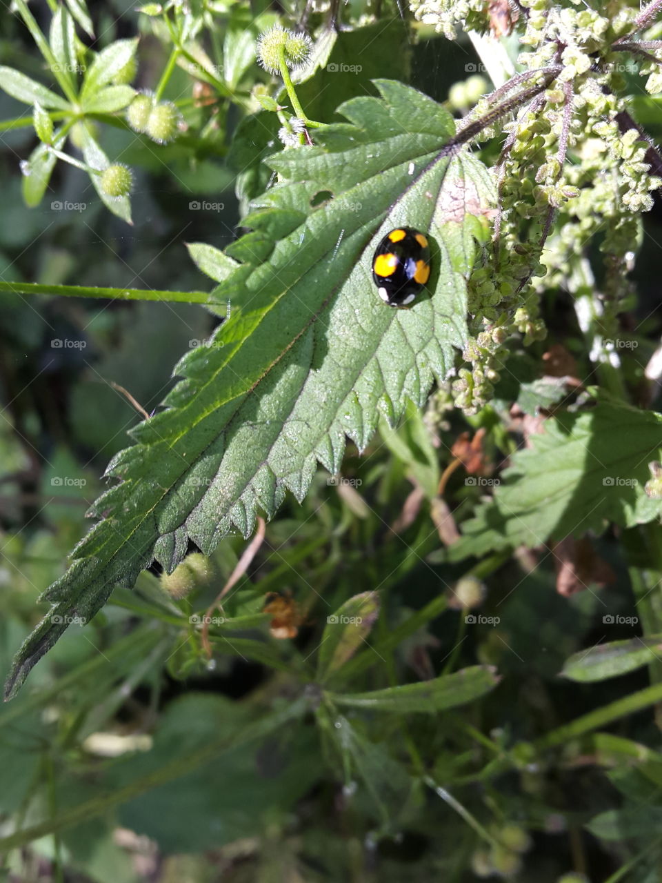 tiny little bug with grand markings to ward off anything wanting to make it a meal